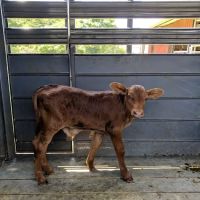 Henderson County Veterinary Hospital ico