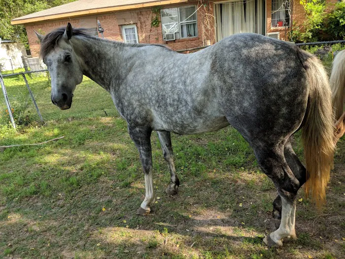 Henderson County Veterinary Hospital Picture 8