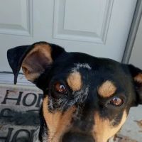Richardson Jesse A DVM ico