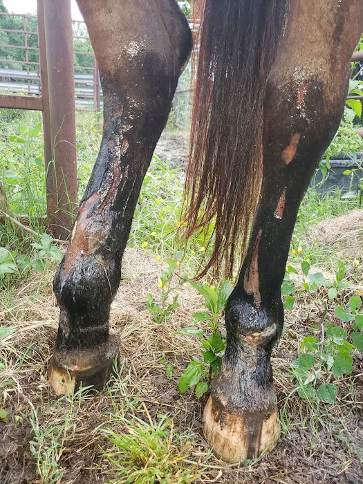 Athens Equine - Todd K. Laughrey DVM, PC Picture 6