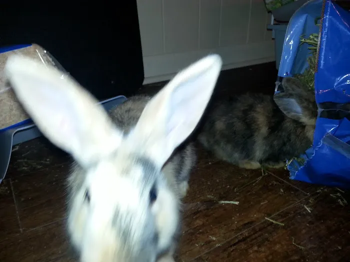 Hawkins Pet & Exotic Animal Clinic Picture 8