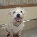 North Tyler Veterinary Clinic
