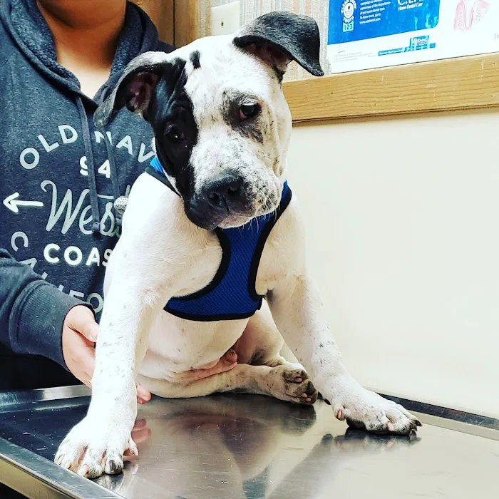 North Tyler Veterinary Clinic Picture 9
