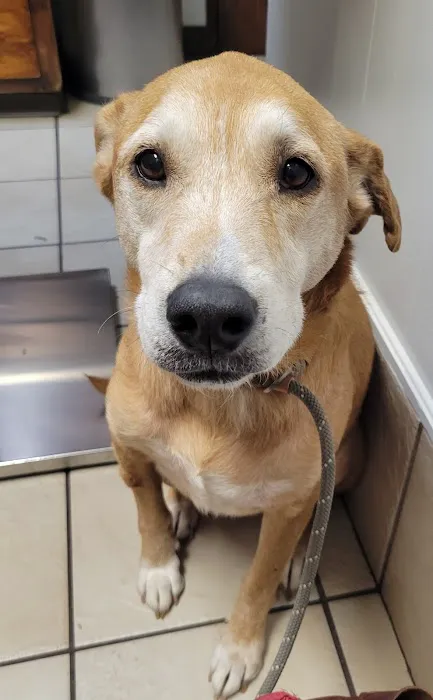 City Small Animal Clinic Picture 2