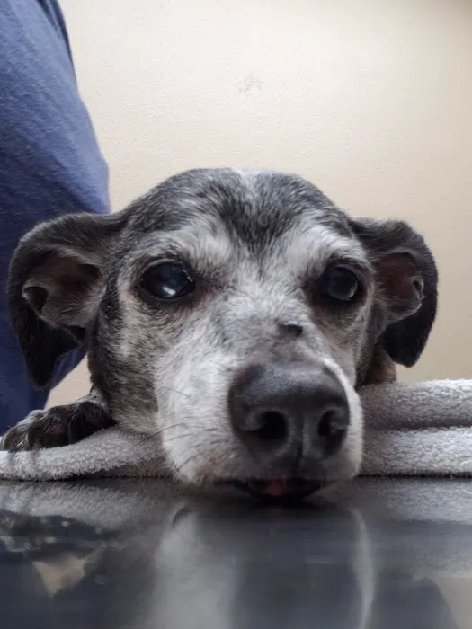City Small Animal Clinic Picture 5