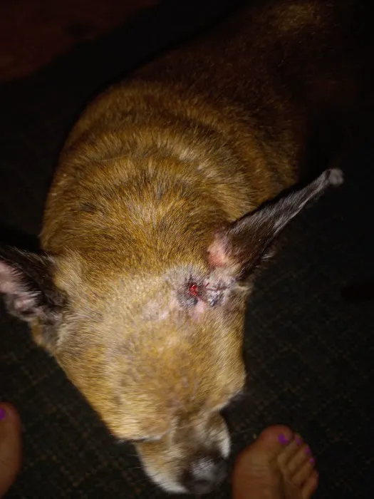 Tri-County Veterinary Clinic Picture 3