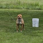 Westwood Veterinary Hospital