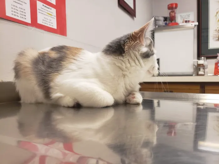 Westwood Veterinary Hospital Picture 4