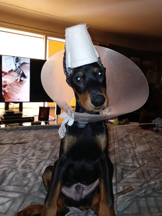 Westwood Veterinary Hospital Picture 9