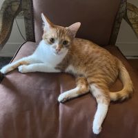 Bridgeport Animal Hospital ico