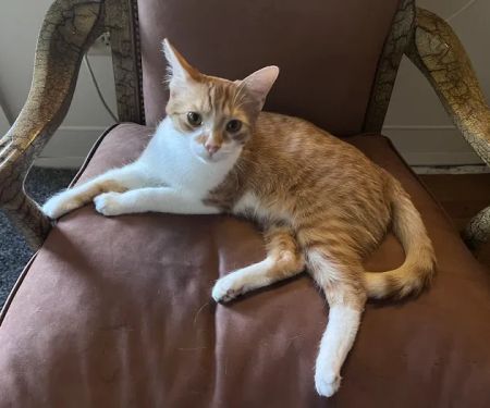Bridgeport Animal Hospital