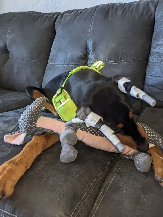 Bridgeport Animal Hospital Picture 10
