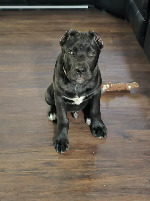 Bridgeport Animal Hospital Picture 8