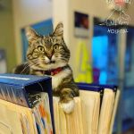 Bay Animal Hospital