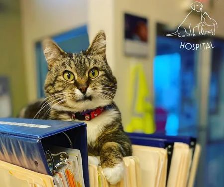 Bay Animal Hospital