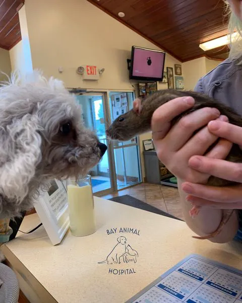 Bay Animal Hospital Picture 9