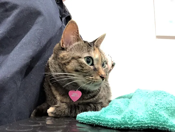 East River Veterinary Clinic Picture 3