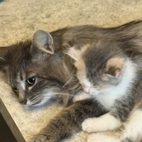 VetMED Veterinary Hospital ico