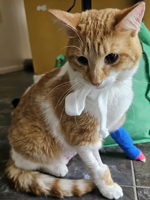 VetMED Veterinary Hospital Picture 6