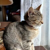 Saginaw Spay & Neuter Clinic ico