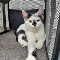 Montrose Veterinary Hospital ico