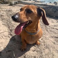 Great Lakes Pet Emergencies ico