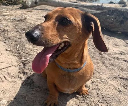 Great Lakes Pet Emergencies
