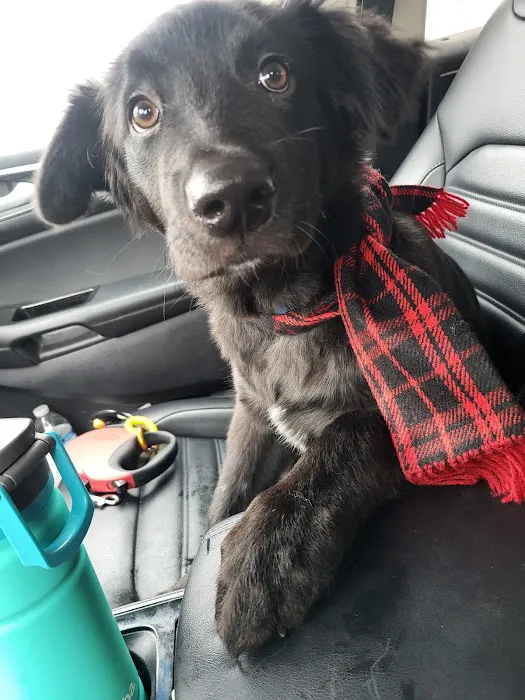 Great Lakes Pet Emergencies Picture 3