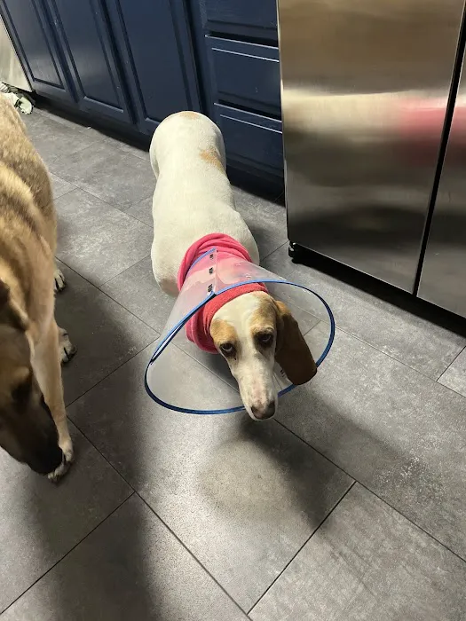 Great Lakes Pet Emergencies Picture 5