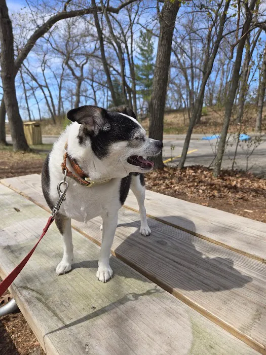 Great Lakes Pet Emergencies Picture 6