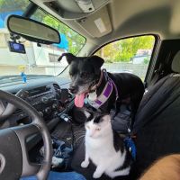 MidMichigan Veterinary Hospital ico
