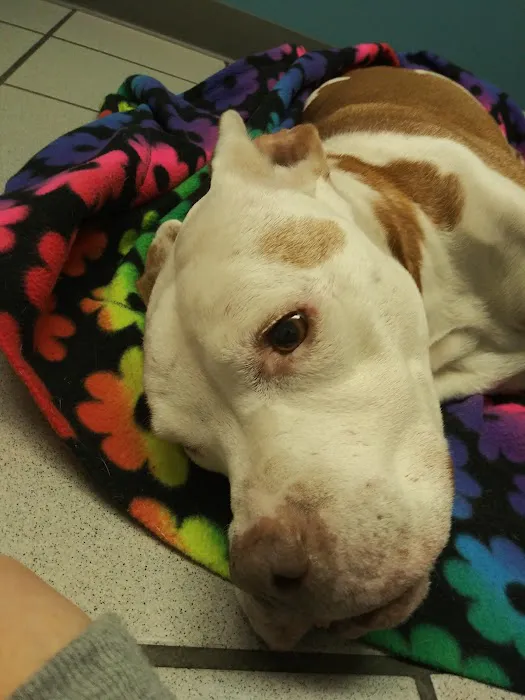 MidMichigan Veterinary Hospital Picture 7