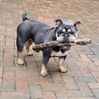 Flushing Animal Hospital & Pet Hotel ico