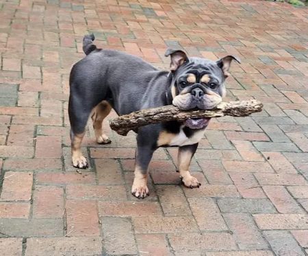 Flushing Animal Hospital & Pet Hotel