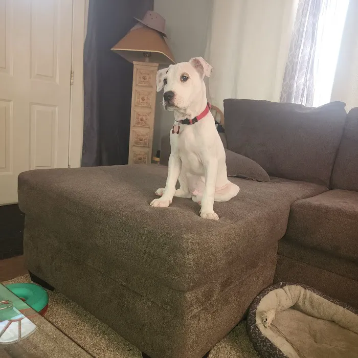 Flushing Animal Hospital & Pet Hotel Picture 4