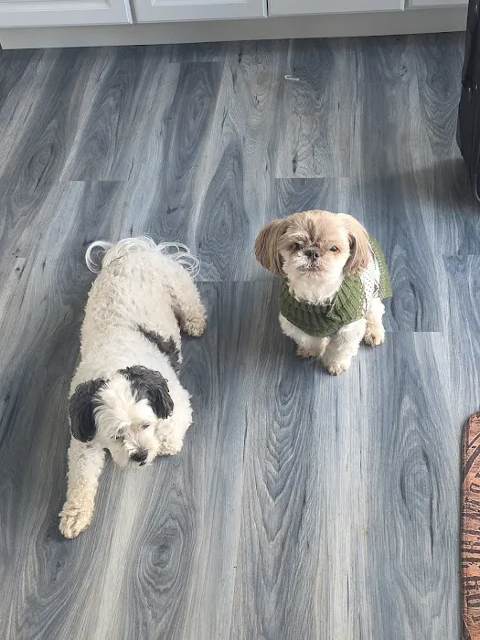 Flushing Animal Hospital & Pet Hotel Picture 5