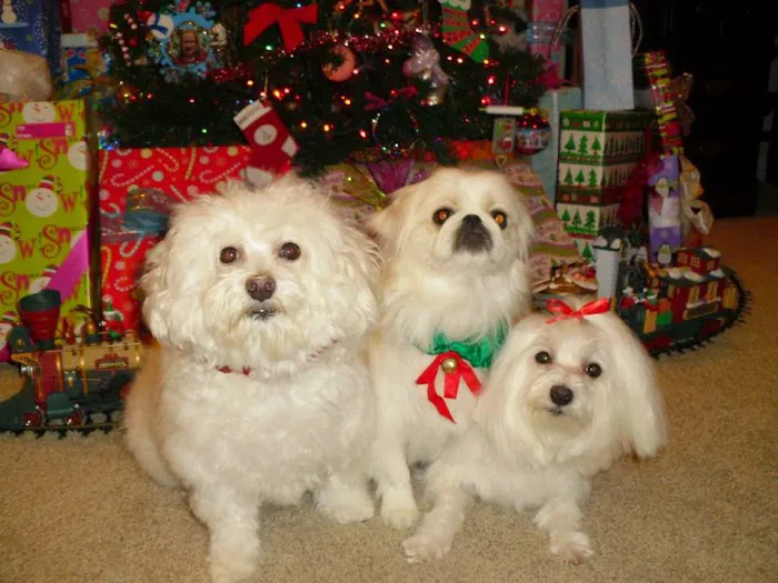 Flushing Animal Hospital & Pet Hotel Picture 6