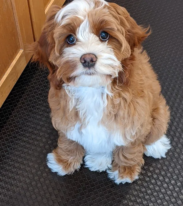 Flushing Animal Hospital & Pet Hotel Picture 8