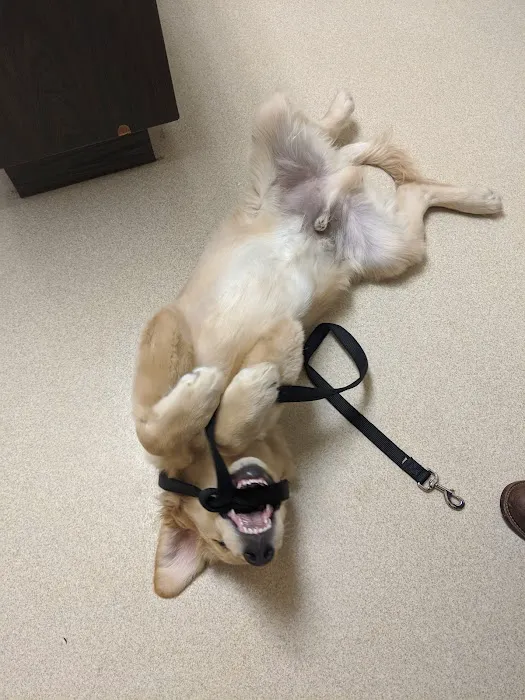 Flushing Animal Hospital & Pet Hotel Picture 10
