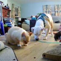 Riverside Animal Hospital ico
