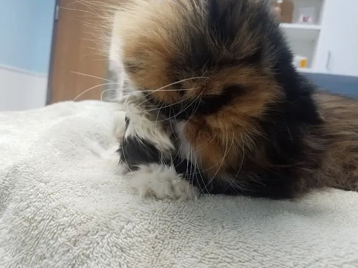Riverside Animal Hospital Picture 10