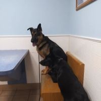 Riverside Animal Hospital: Koan Michele DVM ico