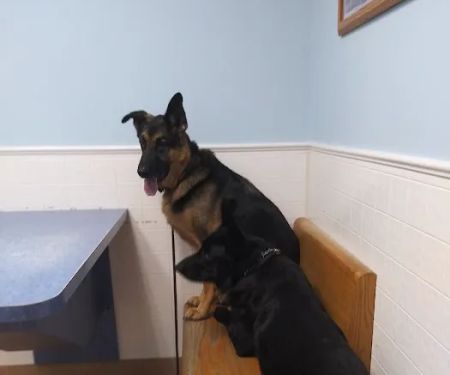Riverside Animal Hospital: Koan Michele DVM