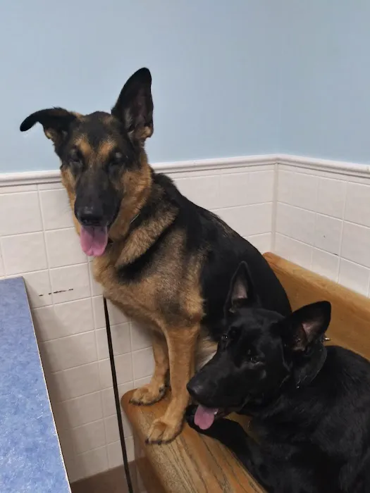 Riverside Animal Hospital: Koan Michele DVM Picture 3