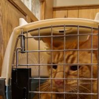 West Flint Animal Hospital ico