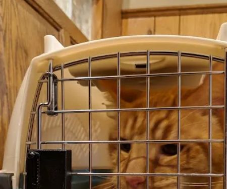 West Flint Animal Hospital