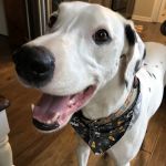 Pet Medical Center