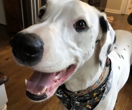 Pet Medical Center
