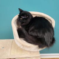 Pet Medical Center, Amy R. Nickels DVM ico