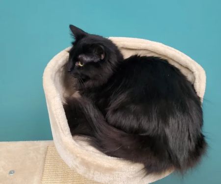 Pet Medical Center, Amy R. Nickels DVM